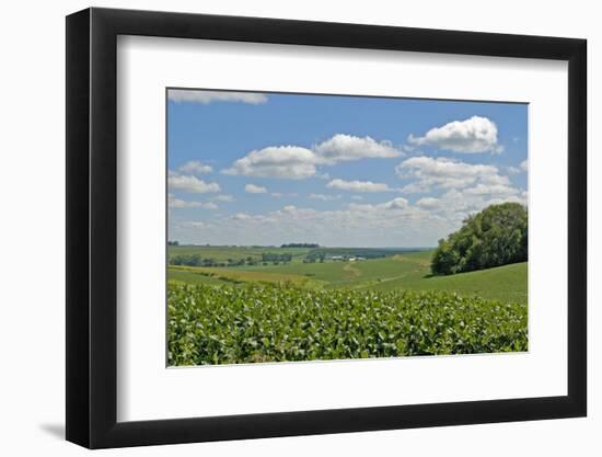 Corn Field, Nebraska, USA-Michael Scheufler-Framed Photographic Print