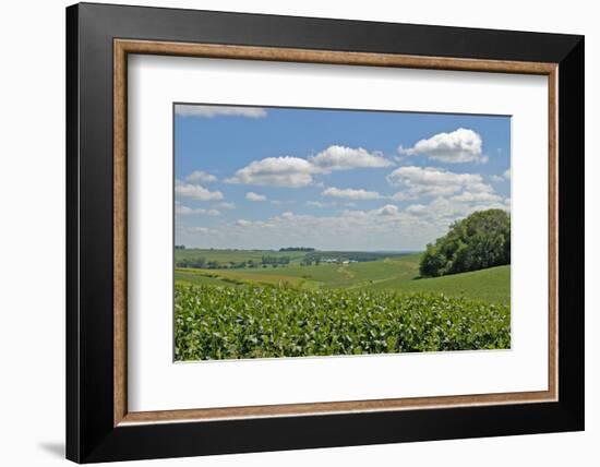 Corn Field, Nebraska, USA-Michael Scheufler-Framed Photographic Print