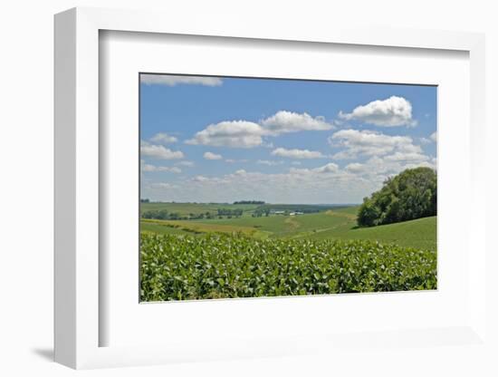 Corn Field, Nebraska, USA-Michael Scheufler-Framed Photographic Print