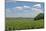 Corn Field, Nebraska, USA-Michael Scheufler-Mounted Photographic Print