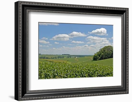 Corn Field, Nebraska, USA-Michael Scheufler-Framed Photographic Print