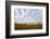 Corn field with blue sky and beautiful clouds-Gayle Harper-Framed Photographic Print