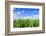 Corn Field-Liang Zhang-Framed Photographic Print