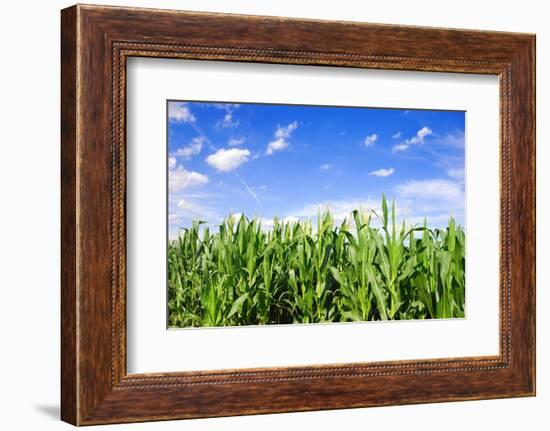 Corn Field-Liang Zhang-Framed Photographic Print