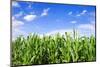 Corn Field-Liang Zhang-Mounted Photographic Print