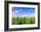 Corn Field-Liang Zhang-Framed Photographic Print