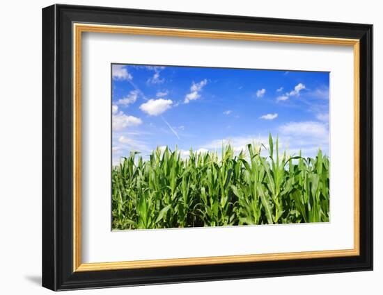 Corn Field-Liang Zhang-Framed Photographic Print