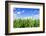 Corn Field-Liang Zhang-Framed Photographic Print