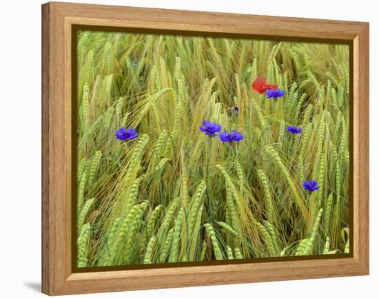 Corn Flowers and Field Poppy-null-Framed Premier Image Canvas