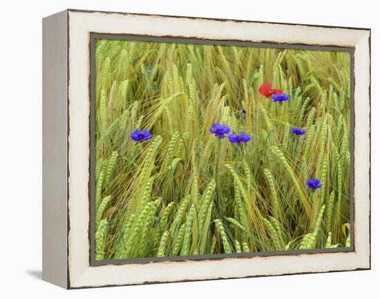 Corn Flowers and Field Poppy-null-Framed Premier Image Canvas