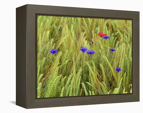 Corn Flowers and Field Poppy-null-Framed Premier Image Canvas