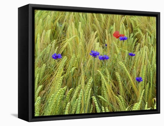 Corn Flowers and Field Poppy-null-Framed Premier Image Canvas