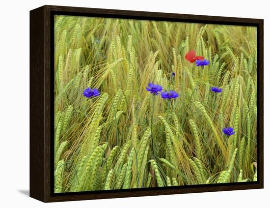 Corn Flowers and Field Poppy-null-Framed Premier Image Canvas