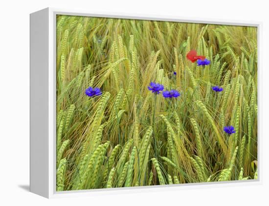 Corn Flowers and Field Poppy-null-Framed Premier Image Canvas