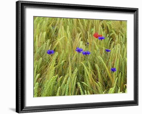 Corn Flowers and Field Poppy-null-Framed Photographic Print