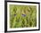 Corn Flowers and Field Poppy-null-Framed Photographic Print