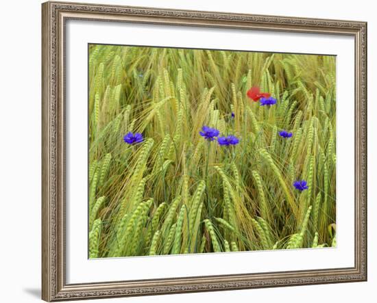 Corn Flowers and Field Poppy-null-Framed Photographic Print