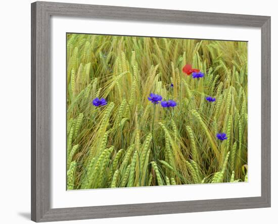 Corn Flowers and Field Poppy-null-Framed Photographic Print