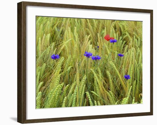 Corn Flowers and Field Poppy-null-Framed Photographic Print