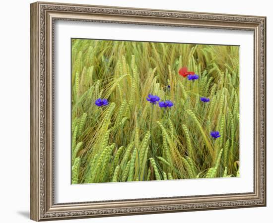 Corn Flowers and Field Poppy-null-Framed Photographic Print