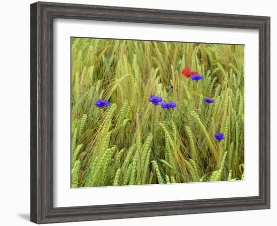Corn Flowers and Field Poppy-null-Framed Photographic Print