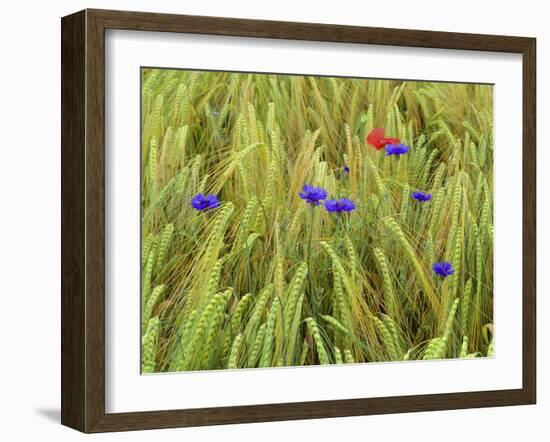 Corn Flowers and Field Poppy-null-Framed Photographic Print