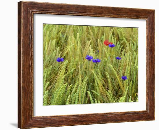 Corn Flowers and Field Poppy-null-Framed Photographic Print