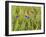 Corn Flowers and Field Poppy-null-Framed Photographic Print