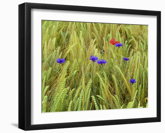 Corn Flowers and Field Poppy-null-Framed Photographic Print