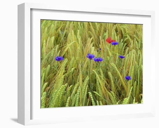 Corn Flowers and Field Poppy-null-Framed Photographic Print