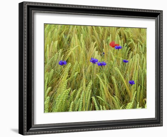 Corn Flowers and Field Poppy-null-Framed Photographic Print