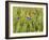 Corn Flowers and Field Poppy-null-Framed Photographic Print