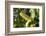 Corn for Sale at a Farmers Market, Charleston, South Carolina. USA-Julien McRoberts-Framed Photographic Print