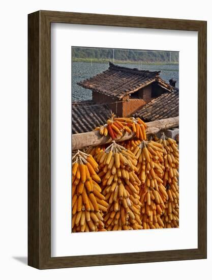 Corn Hanging to Dry in Old Farm House, China Kunming District-Darrell Gulin-Framed Photographic Print