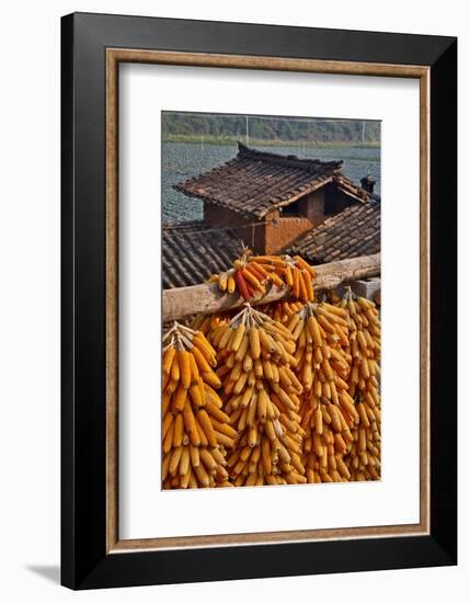 Corn Hanging to Dry in Old Farm House, China Kunming District-Darrell Gulin-Framed Photographic Print