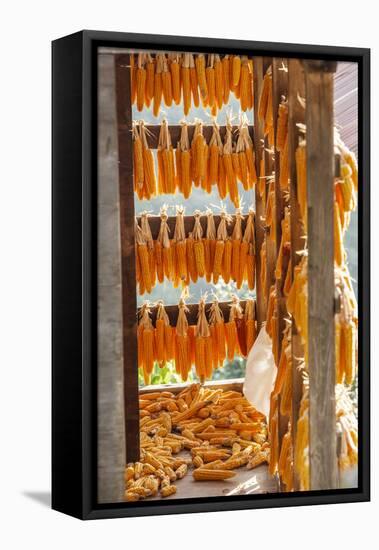 Corn Hung to Dry, Rize, Black Sea Region of Turkey-Ali Kabas-Framed Premier Image Canvas