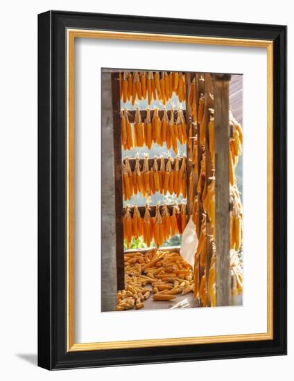 Corn Hung to Dry, Rize, Black Sea Region of Turkey-Ali Kabas-Framed Photographic Print