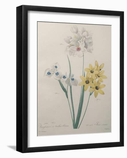 Corn Lilly with Blue Spots-Pierre-Joseph Redoute-Framed Art Print