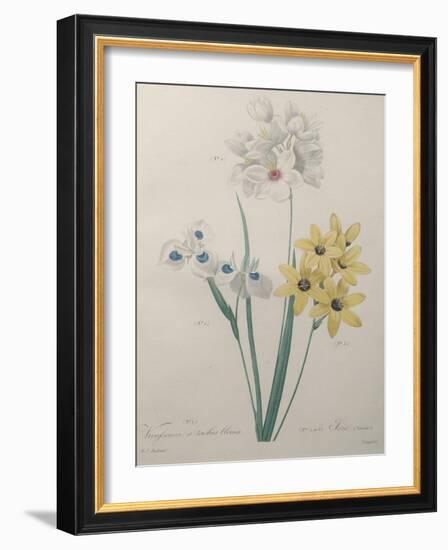 Corn Lilly with Blue Spots-Pierre-Joseph Redoute-Framed Art Print