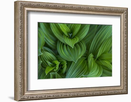 Corn Lily Aka False Hellebore in Glacier National Park, Montana, USA-Chuck Haney-Framed Photographic Print