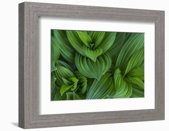 Corn Lily Aka False Hellebore in Glacier National Park, Montana, USA-Chuck Haney-Framed Photographic Print