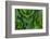 Corn Lily Aka False Hellebore in Glacier National Park, Montana, USA-Chuck Haney-Framed Photographic Print