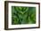 Corn Lily Aka False Hellebore in Glacier National Park, Montana, USA-Chuck Haney-Framed Photographic Print