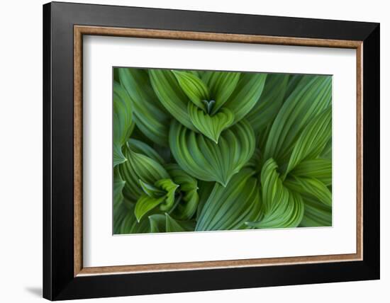 Corn Lily Aka False Hellebore in Glacier National Park, Montana, USA-Chuck Haney-Framed Photographic Print