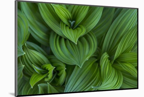 Corn Lily Aka False Hellebore in Glacier National Park, Montana, USA-Chuck Haney-Mounted Photographic Print