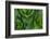 Corn Lily Aka False Hellebore in Glacier National Park, Montana, USA-Chuck Haney-Framed Photographic Print