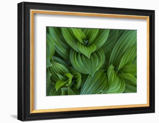 Corn Lily Aka False Hellebore in Glacier National Park, Montana, USA-Chuck Haney-Framed Photographic Print