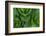 Corn Lily Aka False Hellebore in Glacier National Park, Montana, USA-Chuck Haney-Framed Photographic Print