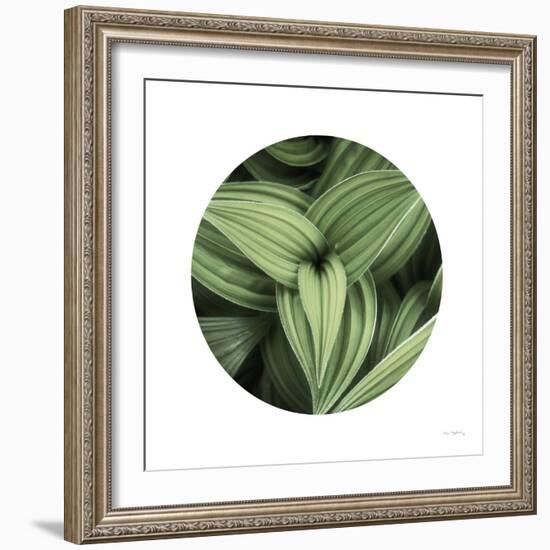 Corn Lily Circle II-Alan Majchrowicz-Framed Photographic Print