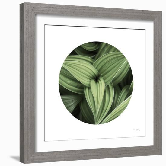 Corn Lily Circle II-Alan Majchrowicz-Framed Photographic Print